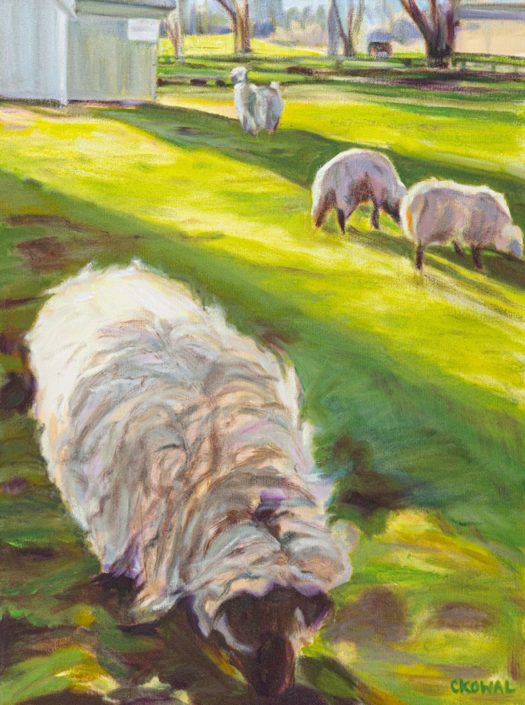 Sheep Shadow